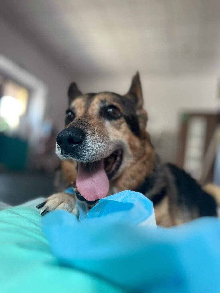 bruno (1)