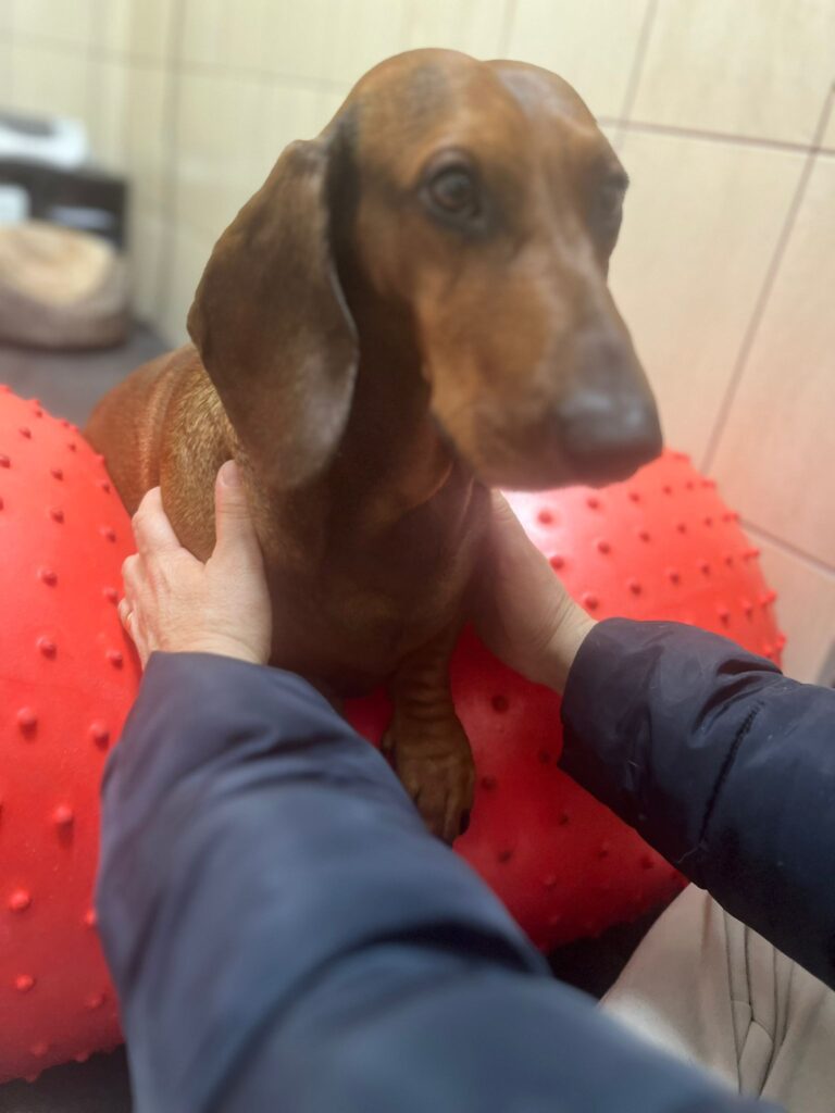 gustaw (3)