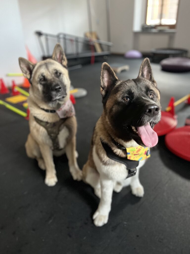 kenzo i kira