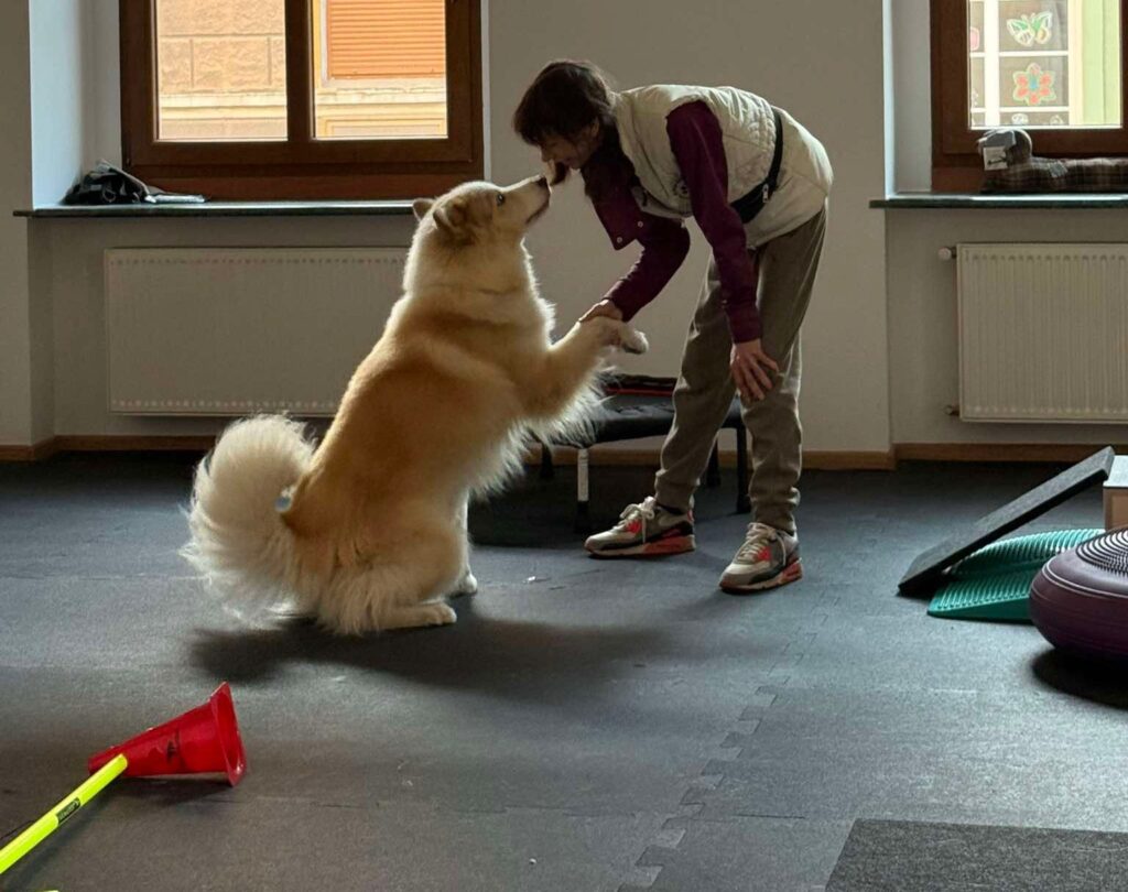 Łajki jakuckie fred i lucek (8)