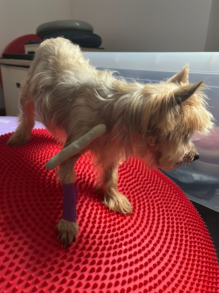rockie