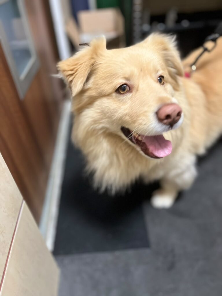 tobi